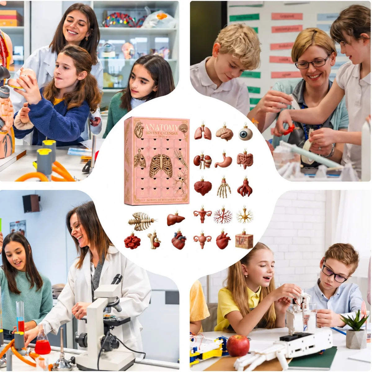 Anatomy Advent Calender